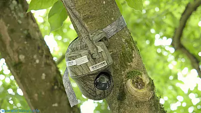 KEEN Ranger PT an einem Baum montiert